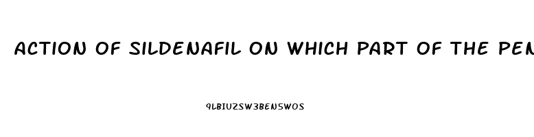 Action Of Sildenafil On Which Part Of The Penis