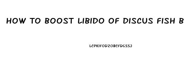 How To Boost Libido Of Discus Fish Breeding