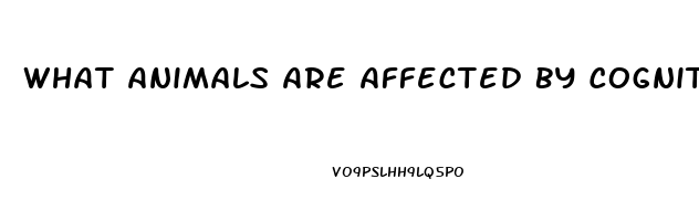 What Animals Are Affected By Cognitive Dysfunction