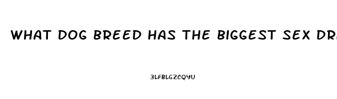 What Dog Breed Has The Biggest Sex Drive