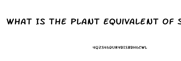 What Is The Plant Equivalent Of Sildenafil Citrate