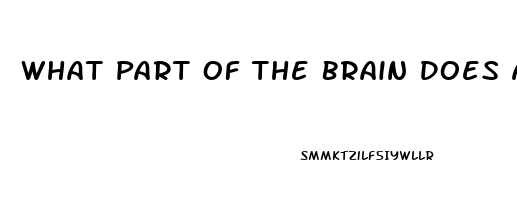 What Part Of The Brain Does Affect Sex Drive