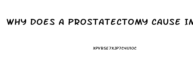 Why Does A Prostatectomy Cause Impotence