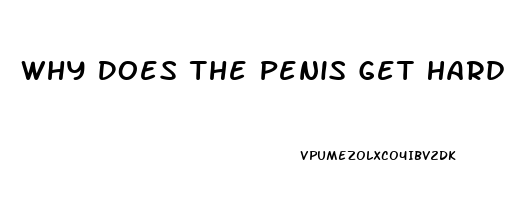 Why Does The Penis Get Hard