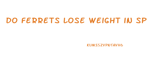 do ferrets lose weight in spring