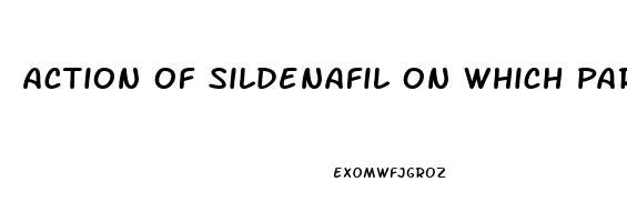 Action Of Sildenafil On Which Part Of The Penis