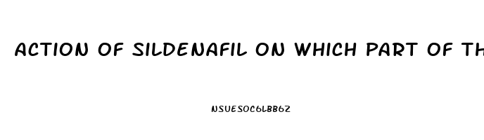 Action Of Sildenafil On Which Part Of The Penis