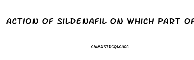 Action Of Sildenafil On Which Part Of The Penis
