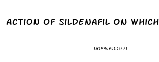 Action Of Sildenafil On Which Part Of The Penis