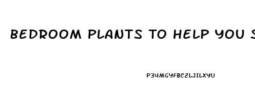 Bedroom Plants To Help You Sleep