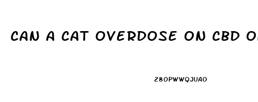 Can A Cat Overdose On Cbd Oil