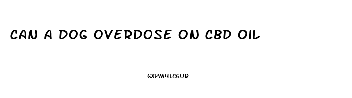 Can A Dog Overdose On Cbd Oil