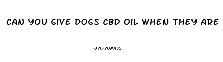 Can You Give Dogs Cbd Oil When They Are On Steroids