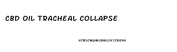 Cbd Oil Tracheal Collapse