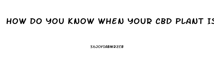 How Do You Know When Your Cbd Plant Is Ready To Make Cbd Oil