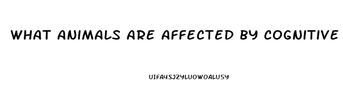 What Animals Are Affected By Cognitive Dysfunction