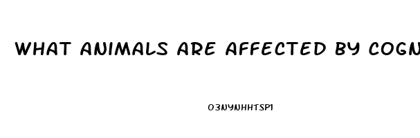 What Animals Are Affected By Cognitive Dysfunction