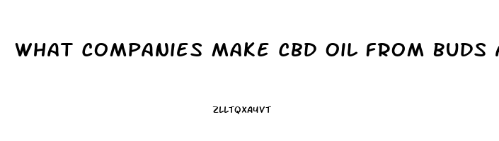 What Companies Make Cbd Oil From Buds And Not Hemp Seed