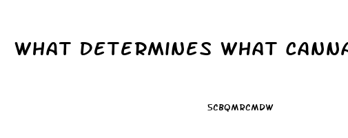 What Determines What Cannabindoid In Cbd Oil