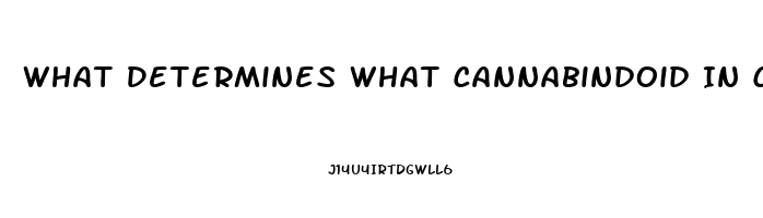 What Determines What Cannabindoid In Cbd Oil