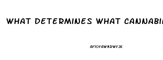 What Determines What Cannabindoid In Cbd Oil