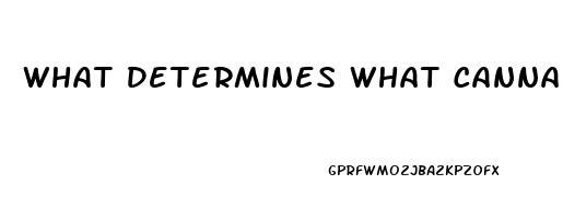 What Determines What Cannabindoid In Cbd Oil