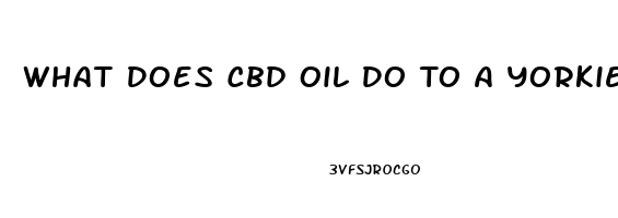 What Does Cbd Oil Do To A Yorkie