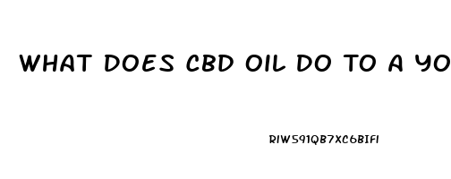 What Does Cbd Oil Do To A Yorkie