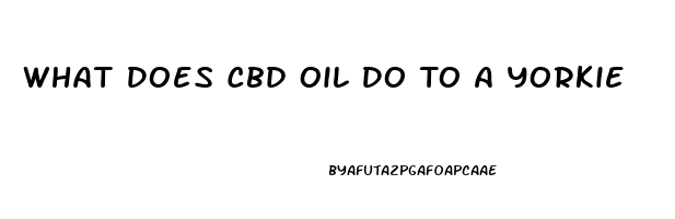 What Does Cbd Oil Do To A Yorkie