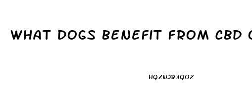 What Dogs Benefit From Cbd Oil