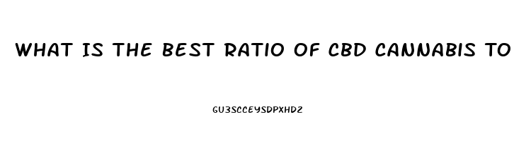 What Is The Best Ratio Of Cbd Cannabis To Olive Oil When Making Cbd Oil