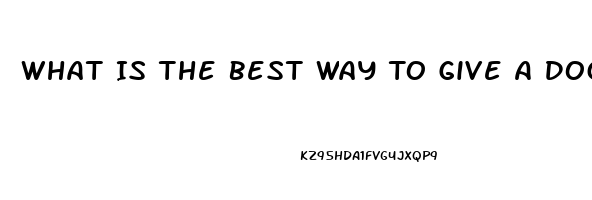 What Is The Best Way To Give A Dog Cbd Oil With Seizures