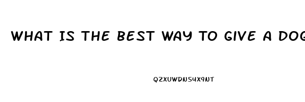 What Is The Best Way To Give A Dog Cbd Oil With Seizures