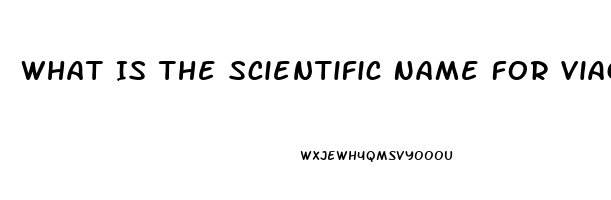 What Is The Scientific Name For Viagra