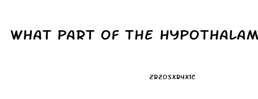What Part Of The Hypothalamus Regulates The Sex Drive