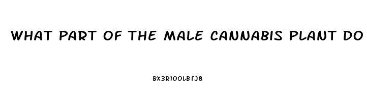 What Part Of The Male Cannabis Plant Do You Use To Make Cbd Oil