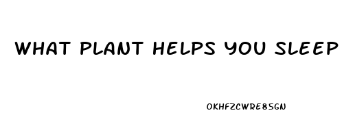 What Plant Helps You Sleep