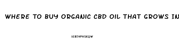 Where To Buy Organic Cbd Oil That Grows In Usa Maine