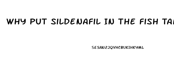 Why Put Sildenafil In The Fish Tank