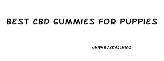 best cbd gummies for puppies
