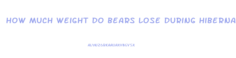how much weight do bears lose during hibernation