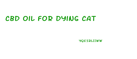 Cbd Oil For Dying Cat