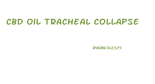 Cbd Oil Tracheal Collapse