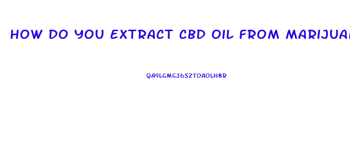 How Do You Extract Cbd Oil From Marijuana