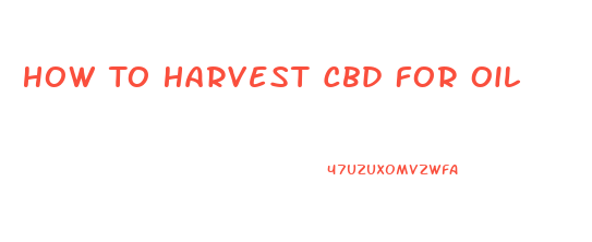 How To Harvest Cbd For Oil