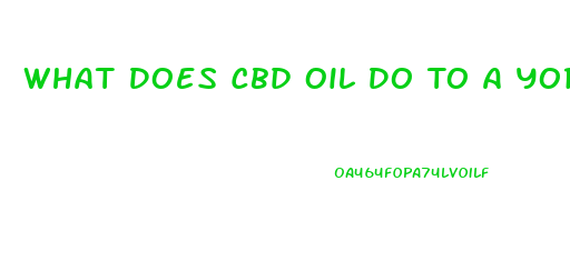 What Does Cbd Oil Do To A Yorkie