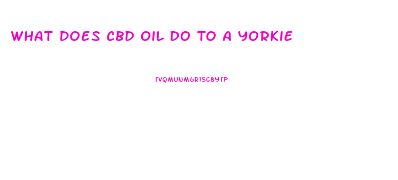 What Does Cbd Oil Do To A Yorkie