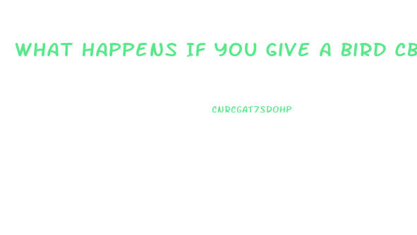 What Happens If You Give A Bird Cbd Hemp Oil Herbal Drops