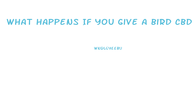 What Happens If You Give A Bird Cbd Hemp Oil Herbal Drops