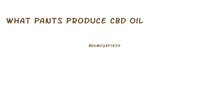 What Pants Produce Cbd Oil